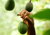 Panorama de la comercialización y la venta de la mejor Palta ... La «Hass» chilena