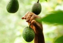 Panorama de la comercialización y la venta de la mejor Palta ... La «Hass» chilena