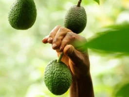 Panorama de la comercialización y la venta de la mejor Palta ... La «Hass» chilena