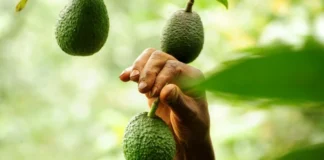 Panorama de la comercialización y la venta de la mejor Palta ... La «Hass» chilena