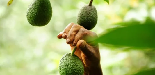 Panorama de la comercialización y la venta de la mejor Palta ... La «Hass» chilena