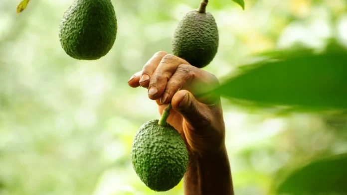 Panorama de la comercialización y la venta de la mejor Palta ... La «Hass» chilena