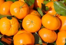 Firma israelí Mehadrin adquiere agrícola en Perú y amplía su oferta global de frutas