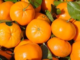 Firma israelí Mehadrin adquiere agrícola en Perú y amplía su oferta global de frutas Firma israelí Mehadrin adquiere agrícola en Perú y amplía su oferta global de frutas