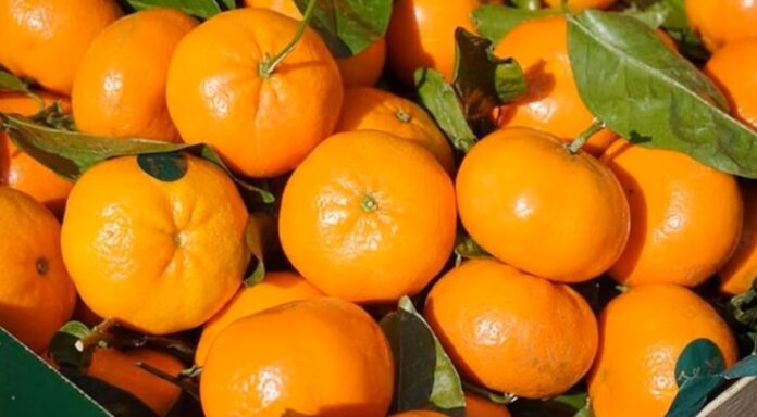 Firma israelí Mehadrin adquiere agrícola en Perú y amplía su oferta global de frutas