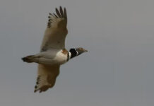 Bruselas actualiza las medidas para que no se propague la gripe aviar y la peste porcina