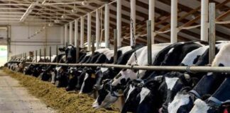 Reducir las emisiones de metano en la ganadería: una solución verde para el futuro