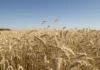 Argentina | Trigo y cebada avanzan con buenas condiciones y proyecciones altas