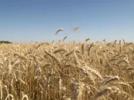 Argentina | Trigo y cebada avanzan con buenas condiciones y proyecciones altas