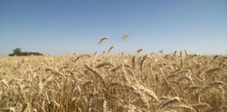 Argentina | Trigo y cebada avanzan con buenas condiciones y proyecciones altas