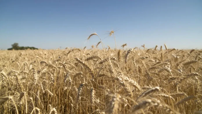 Argentina | Trigo y cebada avanzan con buenas condiciones y proyecciones altas