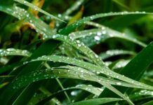 El uso de retenedores de humedad impulsa una agricultura más sostenible y eficiente El uso de retenedores de humedad impulsa una agricultura más sostenible y eficiente