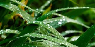 El uso de retenedores de humedad impulsa una agricultura más sostenible y eficiente