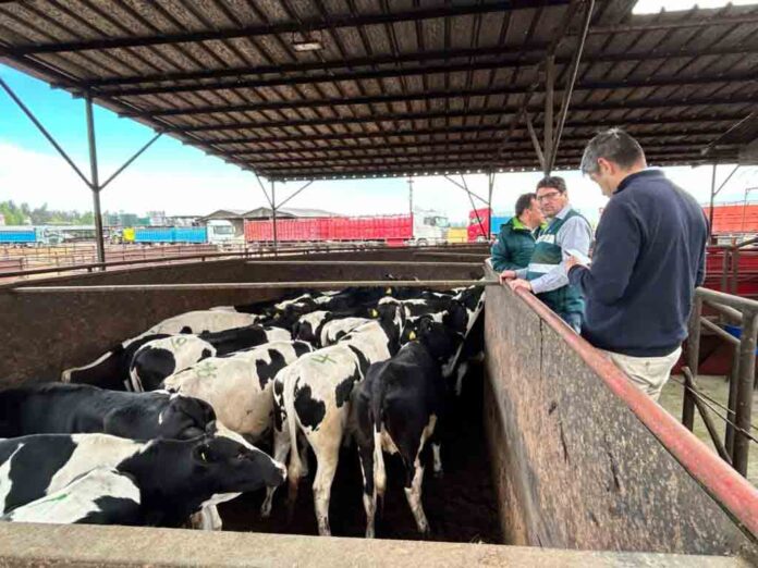 934 vaquillas serán enviadas a Malasia luego de cumplir cuarentena sanitaria en Linares