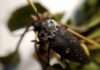 ASAJA Granada pide ayudas por la avispilla del almendro y el gusano cabezudo