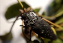 ASAJA Granada pide ayudas por la avispilla del almendro y el gusano cabezudo