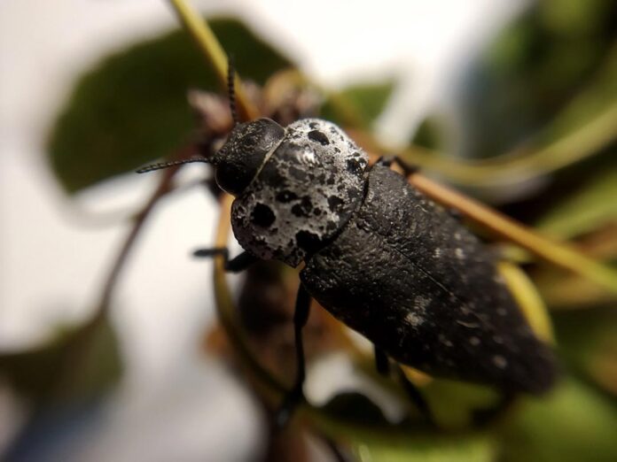 ASAJA Granada pide ayudas por la avispilla del almendro y el gusano cabezudo