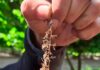 Impacto Sostenible y Ahorro en la producción de Avellanos y Cerezas: Agrícola El Nevado Confirma las Ventajas de la Lombricultura de Biofert Impacto Sostenible y Ahorro en la producción de Avellanos y Cerezas: Agrícola El Nevado Confirma las Ventajas de la Lombricultura de Biofert