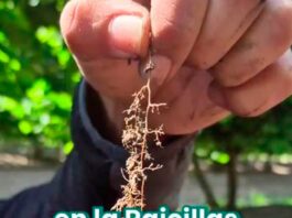 Impacto Sostenible y Ahorro en la producción de Avellanos y Cerezas: Agrícola El Nevado Confirma las Ventajas de la Lombricultura de Biofert Impacto Sostenible y Ahorro en la producción de Avellanos y Cerezas: Agrícola El Nevado Confirma las Ventajas de la Lombricultura de Biofert