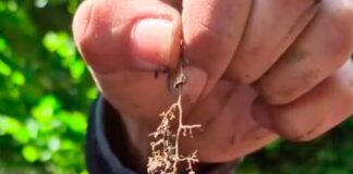 Impacto Sostenible y Ahorro en la producción de Avellanos y Cerezas: Agrícola El Nevado Confirma las Ventajas de la Lombricultura de Biofert