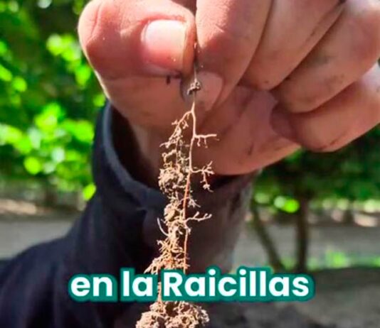 Impacto Sostenible y Ahorro en la producción de Avellanos y Cerezas: Agrícola El Nevado Confirma las Ventajas de la Lombricultura de Biofert Impacto Sostenible y Ahorro en la producción de Avellanos y Cerezas: Agrícola El Nevado Confirma las Ventajas de la Lombricultura de Biofert