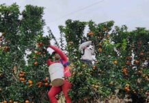 Agrícola San Clemente logra hito estratégico con operaciones en 4 países