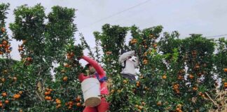 Agrícola San Clemente logra hito estratégico con operaciones en 4 países