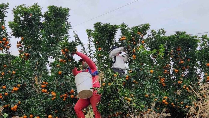 Agrícola San Clemente logra hito estratégico con operaciones en 4 países