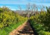 El Futuro Fértil de Chile: Agricultura Regenerativa y Biotecnología como Ejes de la Productividad Sostenible