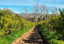 El Futuro Fértil de Chile: Agricultura Regenerativa y Biotecnología como Ejes de la Productividad Sostenible