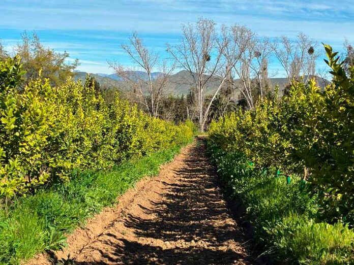 El Futuro Fértil de Chile: Agricultura Regenerativa y Biotecnología como Ejes de la Productividad Sostenible