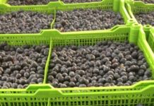 Frutas de Chile proyecta leve incremento en las exportaciones de arándanos frescos para la temporada 2025-2026 Frutas de Chile proyecta leve incremento en las exportaciones de arándanos frescos para la temporada 2025-2026