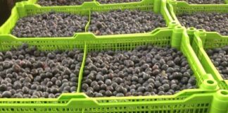 Frutas de Chile proyecta leve incremento en las exportaciones de arándanos frescos para la temporada 2025-2026