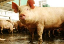 Argentina presenta su Plan Nacional de Control y Erradicación de la Enfermedad de Aujeszky Argentina presenta su Plan Nacional de Control y Erradicación de la Enfermedad de Aujeszky