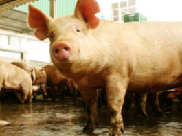 Argentina presenta su Plan Nacional de Control y Erradicación de la Enfermedad de Aujeszky Argentina presenta su Plan Nacional de Control y Erradicación de la Enfermedad de Aujeszky