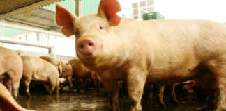 Argentina presenta su Plan Nacional de Control y Erradicación de la Enfermedad de Aujeszky Argentina presenta su Plan Nacional de Control y Erradicación de la Enfermedad de Aujeszky