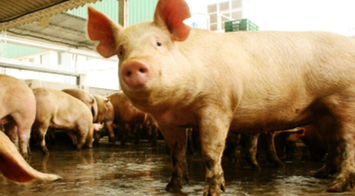 Argentina presenta su Plan Nacional de Control y Erradicación de la Enfermedad de Aujeszky Argentina presenta su Plan Nacional de Control y Erradicación de la Enfermedad de Aujeszky