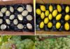Primer biofungicida activado por luz y más: Los atractivos de Expo Chile Agrícola