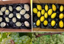 Primer biofungicida activado por luz y más: Los atractivos de Expo Chile Agrícola