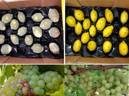 Primer biofungicida activado por luz y más: Los atractivos de Expo Chile Agrícola