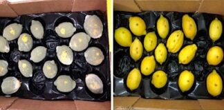 Primer biofungicida activado por luz y más: Los atractivos de Expo Chile Agrícola