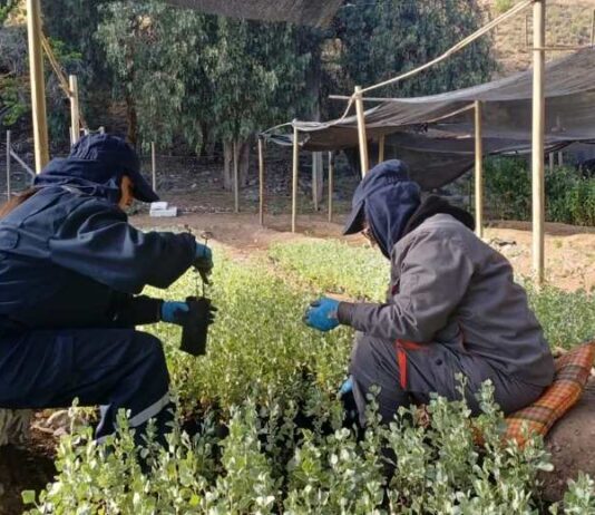 CONAF valora compromiso de trabajadores del PEE en Vivero de Illapel
