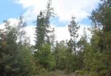 Catastro de CONAF refleja importante cobertura de bosques en territorio maulino