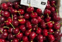 Cerezas ultratempranas de Colchagua marcan inicio de la temporada 202526