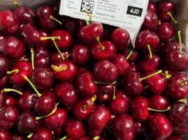 Cerezas ultratempranas de Colchagua marcan inicio de la temporada 202526