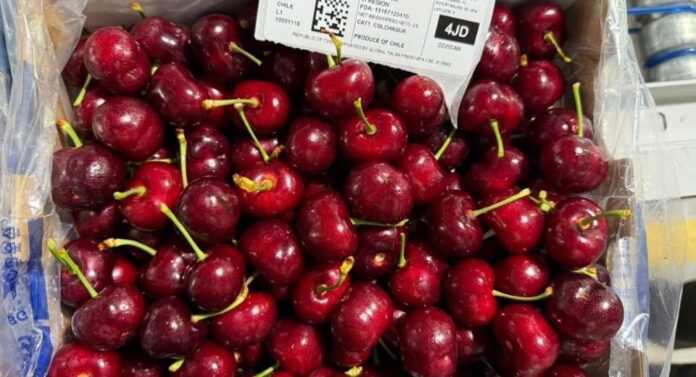Cerezas ultratempranas de Colchagua marcan inicio de la temporada 202526