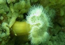 CerveCiencia abordará la invasión del bentos chileno por la anémona Metridium senile CerveCiencia abordará la invasión del bentos chileno por la anémona Metridium senile