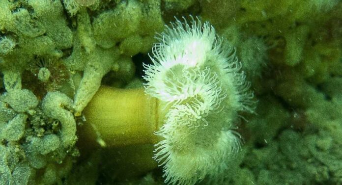 CerveCiencia abordará la invasión del bentos chileno por la anémona Metridium senile CerveCiencia abordará la invasión del bentos chileno por la anémona Metridium senile