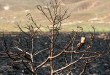 Chile suma 15 años de megasequía y casi 2 millones de hectáreas quemadas: alertan intensificación del cambio climático