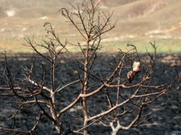 Chile suma 15 años de megasequía y casi 2 millones de hectáreas quemadas: alertan intensificación del cambio climático